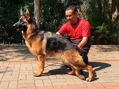 Cão da raça pastor alemão, fêmea